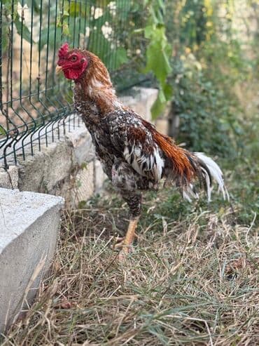 Коровы, быки: Петух, Heyrati, лет: <1, Самовывоз — 3