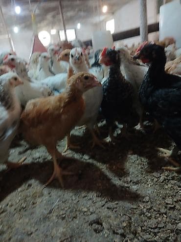 Куры: Курица, Для яиц, Самовывоз — 6