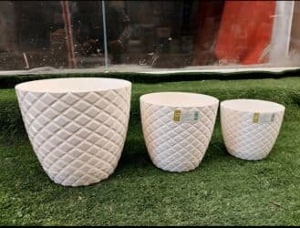 kaybolan yıllar 50: Dibcek Dibcek qabi yumru aq rengli gul.qabi yumru aq rengli dibcek — 5