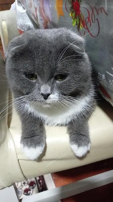 pişik alıram: Şotland yastı qulaq — 1