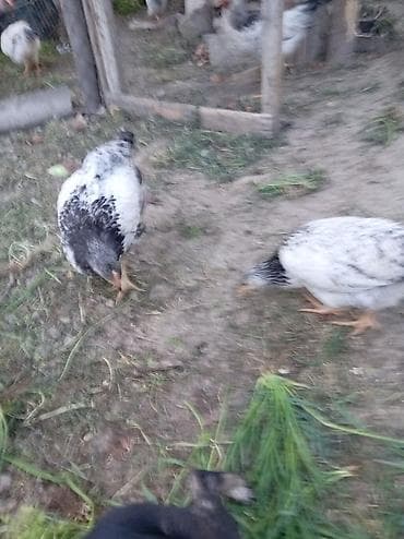 yarasa yuvası fiyatı: Məhsul: Qarışıq cins kənd toyuqları (ağ-qara ləkəli və qırmızı tünd — 3