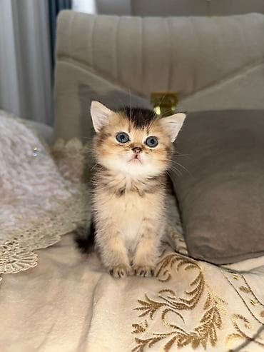 Akvariumlar: Şotland — 5