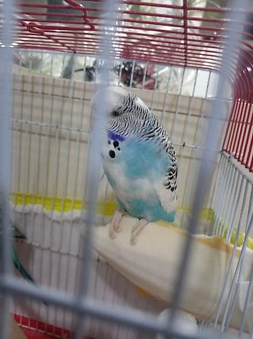Попугаи: Növbəti ilan: Türkiyə cinsli dalğalı tutuquşu (budgerigar) - Rəng — 2