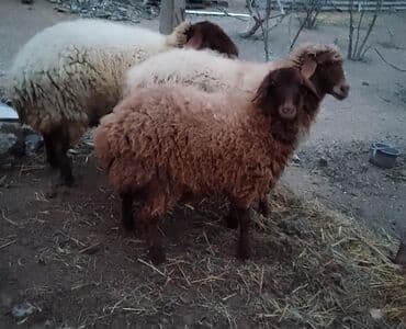 Məhsul: Qoyunlar

Təsvir:
1Ana bala 1de şişey