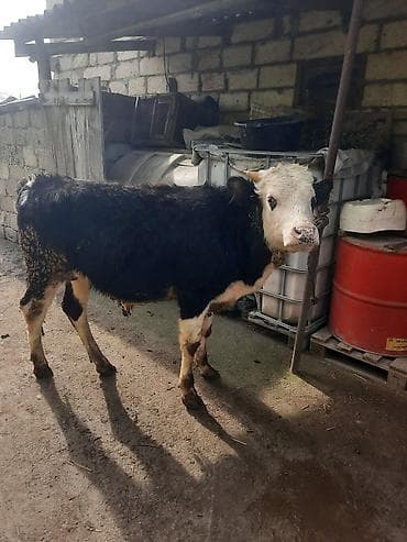 bit daragi harada satilir: Satılır: 2 baş dana - Qırmızı-qəhvəyi dana: balaca buynuzlu, sıx — 4