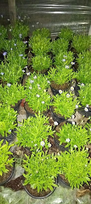 təbii alma sirkəsi qiyməti: Dipçəkdə əkilən Rozmarin, LAVANDA, Ramaşka, Papatya, Ətirşah sə. S — 2
