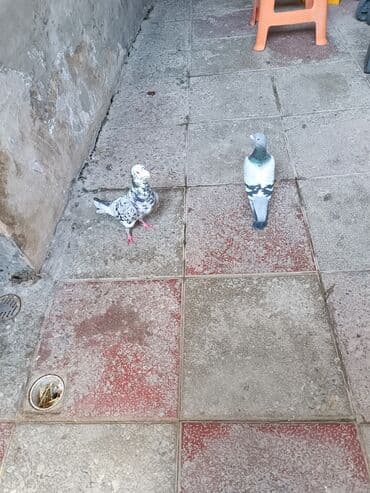 передержка собак баку: Cüt drakonlar barter de var qanqirmizi kekillilerden — 2