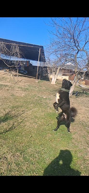 sərab coban iti: Qurdbasar, 1 il, Erkek, Peyvəndli, Ünvandan götürmə, Ödənişli çatdırılma, Rayonlara çatdırılma — 1