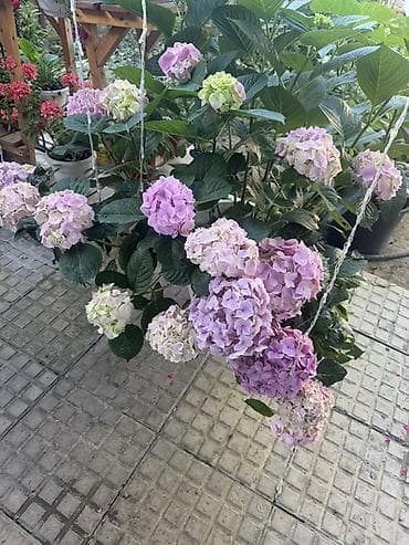 en gozel guller: Hortensiya (Hydrangea macrophylla) – qapalı/sahə üçün dekorativ dibçək — 2