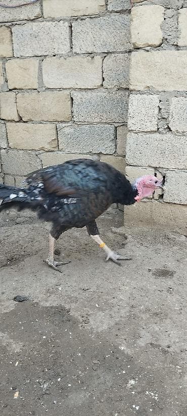 itlerin satsi: Erkək, Amerika, Damazlıq, Ünvandan götürmə — 2