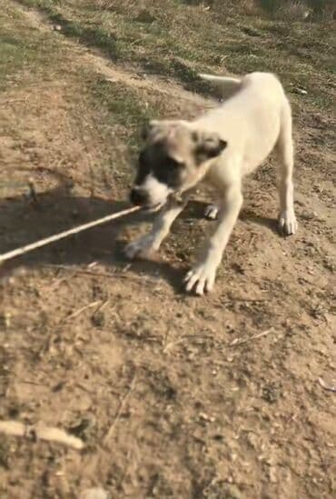 сколько стоит щенок акита ину: Balaca it balası – açıq rəngli (krem/ağ), üz-gözündə tünd ləkəli — 1