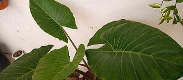 ev gulleri sekilleri: Bitki: Alocasia (Fil qulağı) – iri yarpaqlı tam saglamdir boyukdur — 2
