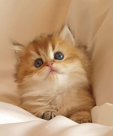 sari pisik: Britan, Dişi, Yaxşı əllərə, Ünvandan götürmə, Ödənişli çatdırılma — 4