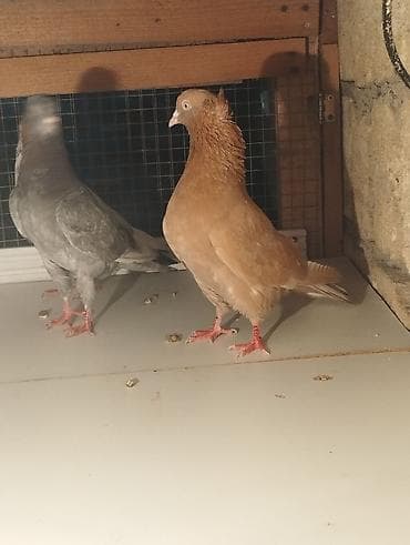 karella quşu: Məhsul: Növbənöv dekorativ göyərçinlər Təsvir: - Şəkillərdə bir neçə — 3