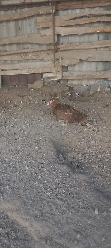 kənd toyuqlarının satışı: Dişi, | Lal ördək, Damazlıq — 3