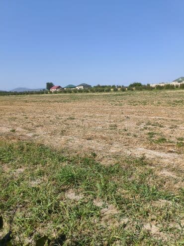 дачные земельные участки: Kənd təsərrüfatı — 5