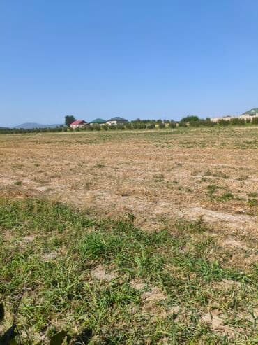 bağ evləri: Kənd təsərrüfatı — 4