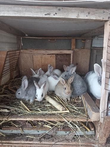 Quşlar: Salam 39 günlük 8bala dovşan satılır. Qiymət 35manat dəst — 1