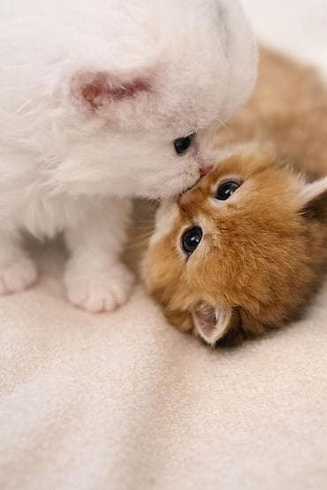 pişik evləri: 👑 Elite Golden Chinchilla balaları – ağ, qızılı və pələng naxışlı Ev — 7