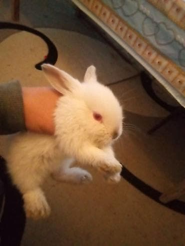 su maymunu: Temiz koliforniya dovwanlari .anasi atasi hamsi biryerde satilir.anasi — 9