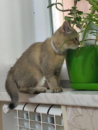 Кошки: Шиншилла, Самец — 2