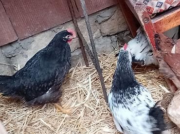 amaroks toyuq: Toyuq cücələri, Damazlıq, Ünvandan götürmə — 5