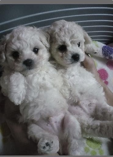 tap. az itler: Pudel, 2 ay, Erkek, Ödənişli çatdırılma — 1