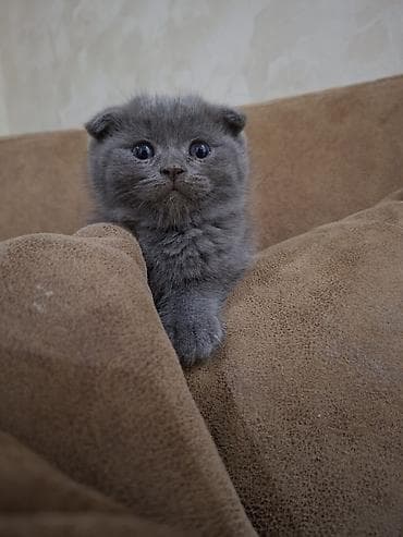 Кошки: Шотландская вислоухая, Самец, Самовывоз — 1