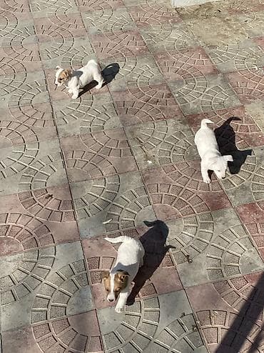 afcarka itləri: Cek rassel teryer — 1