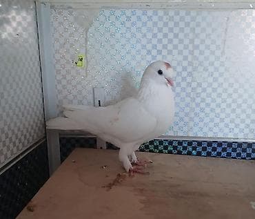 Ağ rəngli ev göyərçini - Növ: dekorativ/ev göyərçini - Rəng: tam ağ