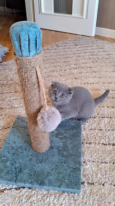 ev dizaynlari: Şotland — 8