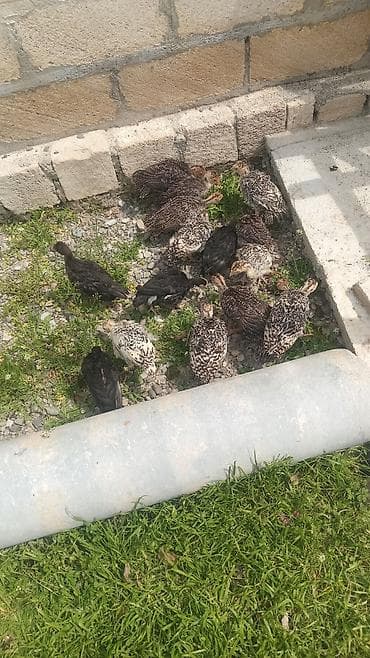 avcarka balası: Hinduşka balaları 40 ədəd 50 günlük — 3