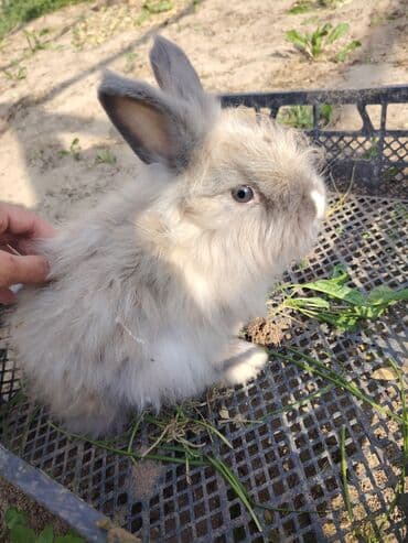 karlik dovşanlar: Ağ tüklü, qəhvəyi ləkəli dovşan - Yumşaq, sıx örtüklü ağ yun — 18