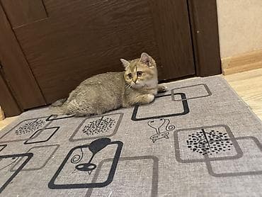 pişik itib: Şinşilla, Dişi, Yaxşı əllərə, Ödənişli çatdırılma — 4