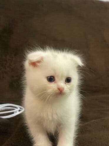 pişik sortları: Ağ tüklü, kiçik ölçülü balaca pişik balası. Yumşaq, sıx və uzun tük — 2