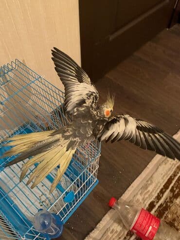 jako tutuquşusunun digər adı: Erkek 1 yas, danisir (askim, babacik) Qefesle birlikde 80 m unvan — 3