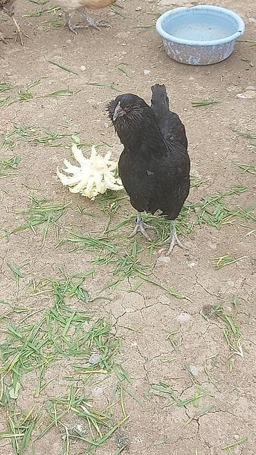 keci satılır: Salam. Amerikanın xoruz və fərəsi satılır. dekorativ quşlardır — 2