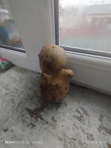 irsad iran peci: Salam Herkese.Bu Mocuzevi kartofun Adı Şəpi-dir.Bele sade gorunmeyine — 1