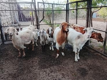 keçi satanlar: Salam bu gördüynuz keciler satilir hamsi bir yerde 4 anadir 4 bala — 4