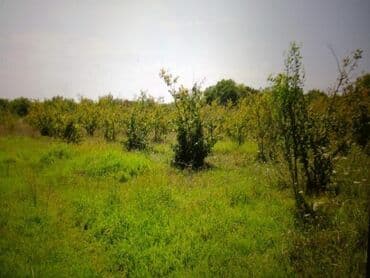 xacmazda evler: 74 соток, Для сельского хозяйства, Собственник, Купчая — 7