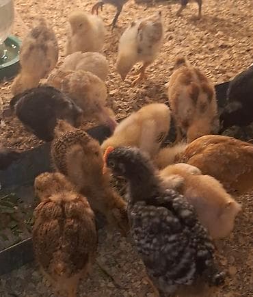 toyug hini: Toyuq cücələri, Damazlıq, Ödənişli çatdırılma — 1