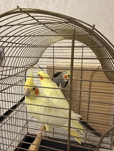 тап аз птицы: Nimfa (Cockatiel) papuqayları – evdə saxlanılan dekorativ quşlar - — 3