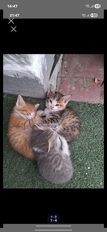 cins buzovlar: Erkək, Dişi, Yaxşı əllərə, Ünvandan götürmə — 5