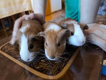 kənd heyvanları: Məhsul: Qvineya donuzu balaları (ev heyvanı) Təsvir: - Rəng çeşidi — 6