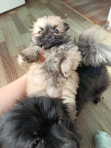 cins itler: Şpitz, Peyvəndli — 2