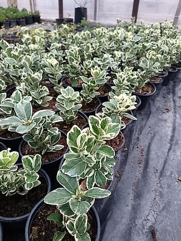 Çöl bitkiləri: Kalanxoe (Kalanchoe blossfeldiana) – saksı bitkisi - Çeşid: çiçəkli — 10