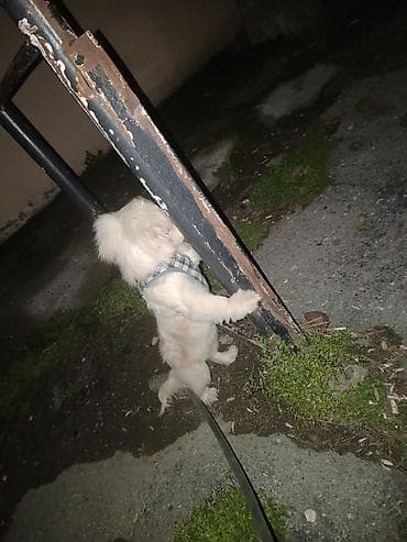 itlerin davasi: Pekines, 5 ay, Dişi, Ödənişli çatdırılma — 4