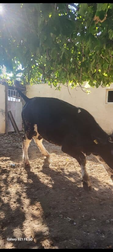 heyvanlara verilen adlar: - Cins tip: qara-ağ alman tipli (Holşteynə oxşar). Bədən quruluşu enli — 4