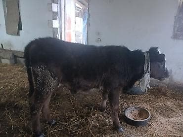 Diși göbəkli 7ayLlq disi danadlr. dananln anaslvə anaslnln anaslda