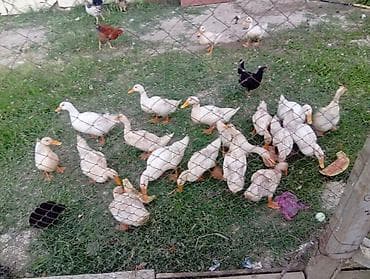 ruan ordəyi: 19 ədəd Pekin ördəyi. kesilmeli ordeklerdi. otlaq yerde saxlayıram — 2